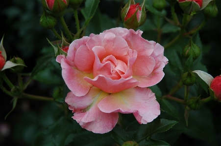 Blossom plant flower petal Photo