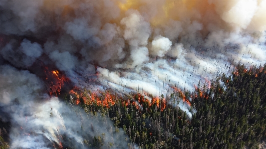 Forest wood smoke orange Photo