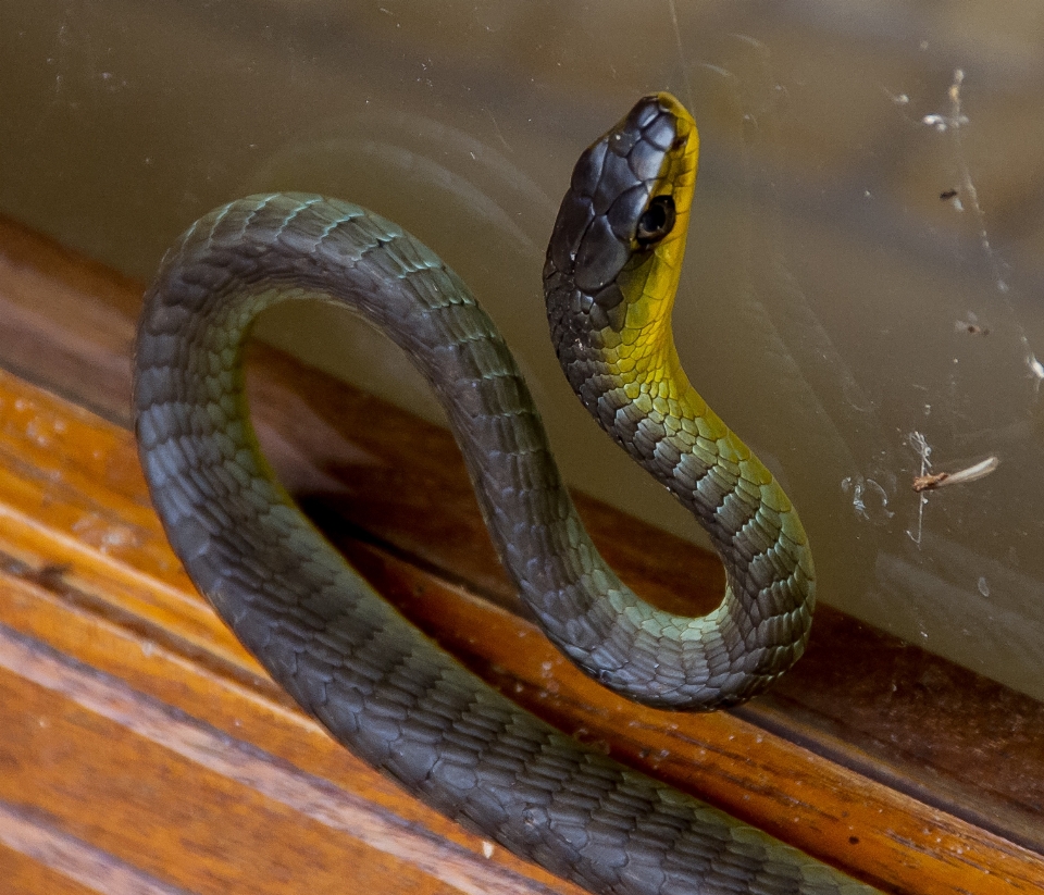 Janela animais selvagens selvagem verde