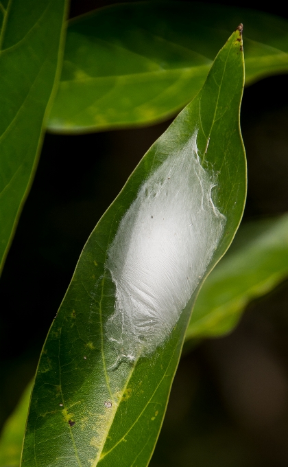 Natureza grama plantar branco