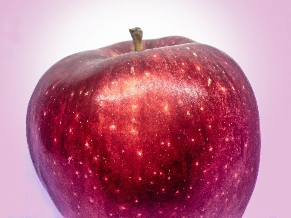 Apple 식물 하얀색 과일