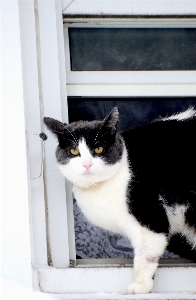 White animal pet kitten Photo