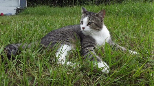 Nature grass outdoor white Photo