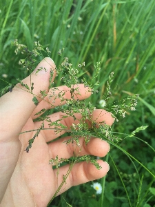 Hand tree nature grass Photo