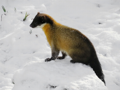 Forest snow winter animal Photo