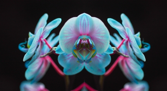 Abstract glowing plant photography Photo