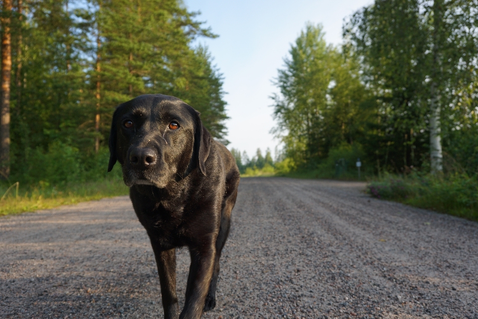 犬 国 夏 未舗装の道路
