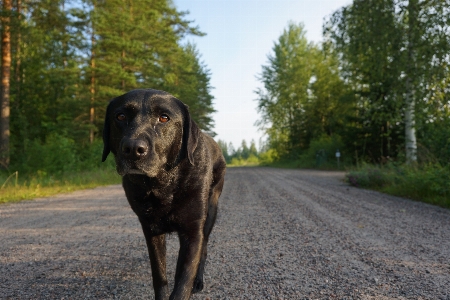 Dog country summer dirt road Photo