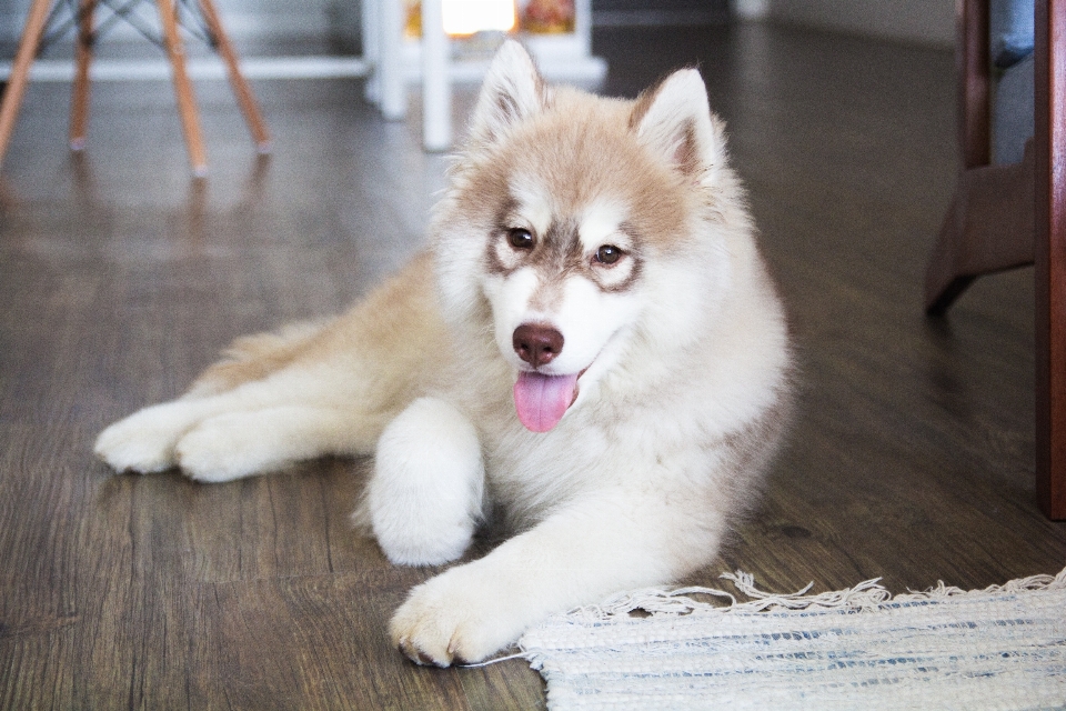 子犬 犬 動物 かわいい