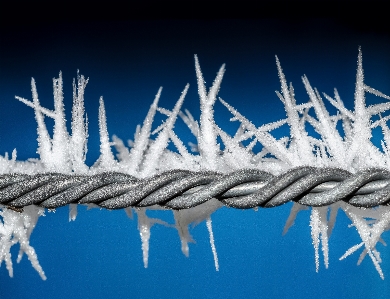 Outdoor branch snow cold Photo