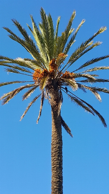 Albero ramo pianta cibo