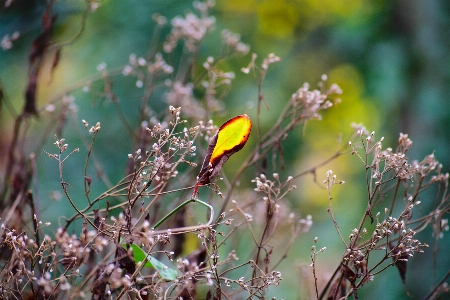 Tree nature grass outdoor Photo