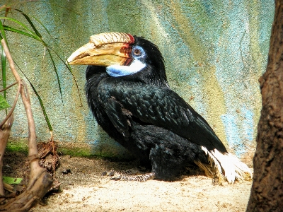 Foto Burung margasatwa kebun binatang paruh