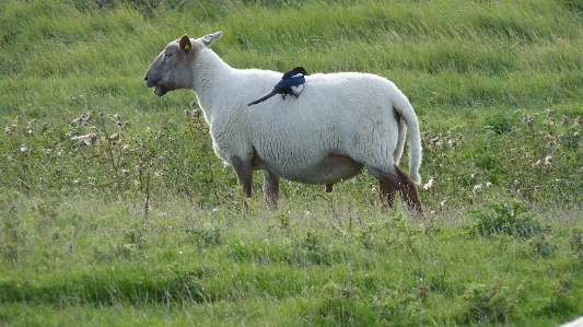 Grass bird meadow prairie Photo