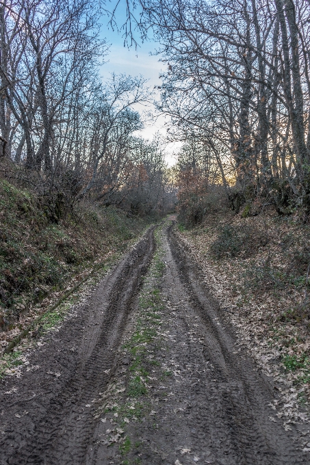 Forêt chemin marche piste