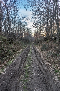 Forest path walking track Photo