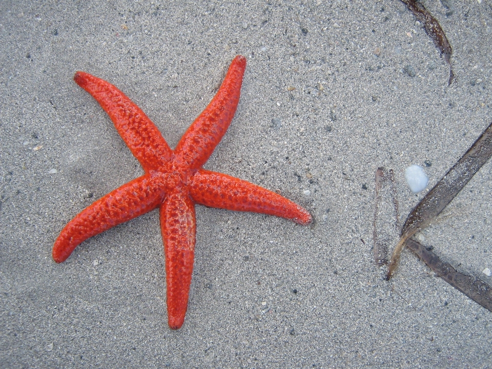 Pantai laut pasir merah