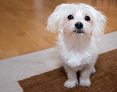 White sweet puppy dog Photo