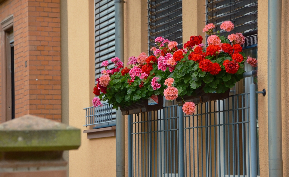 Anlage blume fenster heim