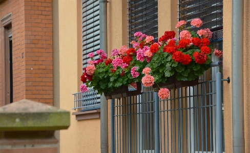 Plant flower window home Photo