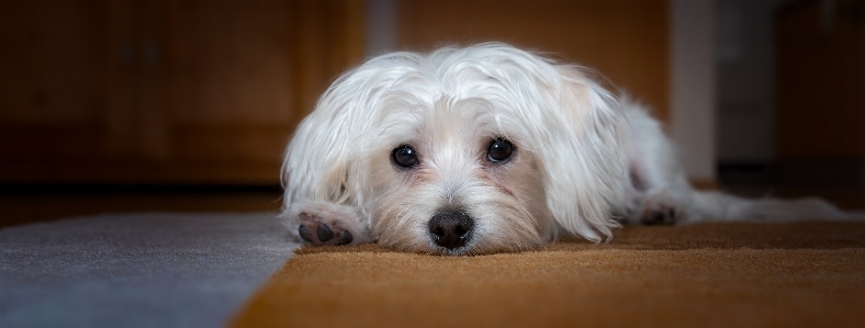 White sweet puppy dog Photo