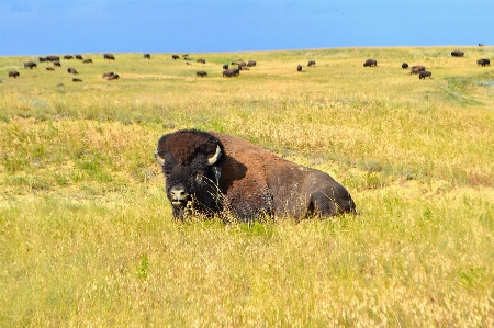 Nature grass field meadow Photo