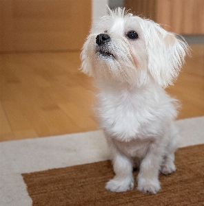 白 甘い 犬 動物 写真