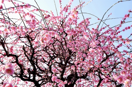 Landscape branch blossom winter Photo