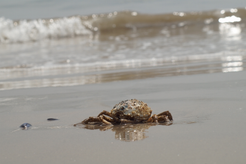 Spiaggia mare acqua sabbia