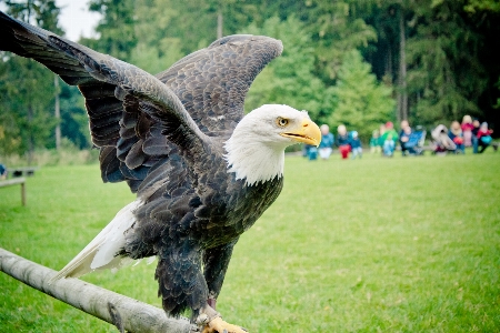 Foto Alam burung sayap satwa