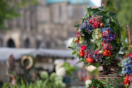 Anlage blume herbst garten Foto