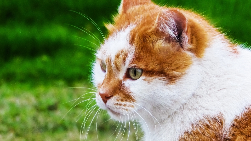 Herbe animal chat mammifère