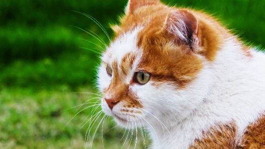 Foto Rumput satwa kucing mamalia