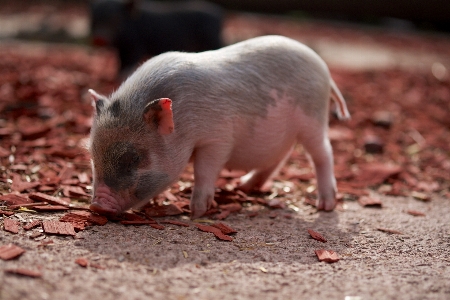 自然 農場 かわいい 野生動物 写真