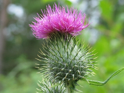 Blossom sharp plant flower Photo