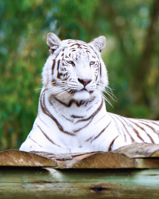 Tierwelt zoo säugetier fauna