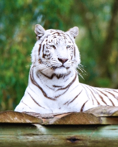 Foto Animali selvatici zoo mammifero fauna