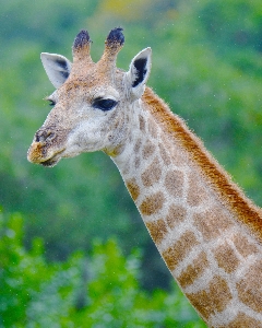 Foto Animali selvatici mammifero fauna giraffa