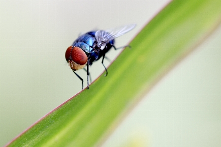 Nature grass outdoor wing Photo