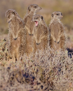 Wildlife mammal fauna cheetah Photo