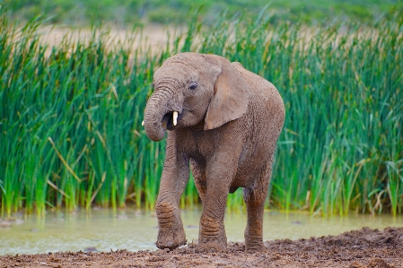 Foto Petualangan margasatwa mamalia fauna