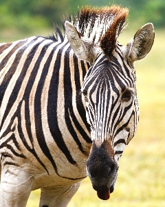 Foto Animali selvatici mammifero fauna zebra