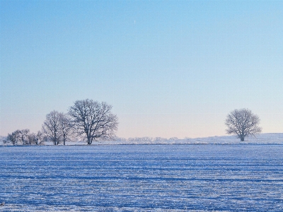 風景 木 地平線 雪 写真