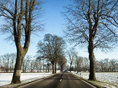 Landscape tree nature branch Photo