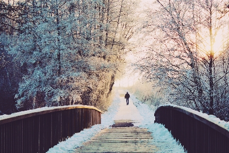 男 風景 木 水 写真