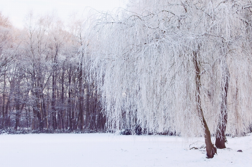 Landscape tree nature forest