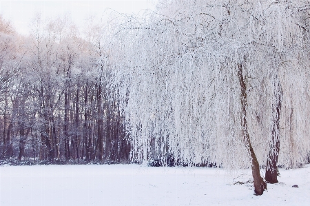 Landscape tree nature forest Photo