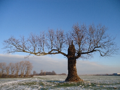 Landscape tree nature forest Photo