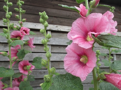 Nature plant flower petal Photo