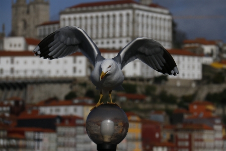 Foto Paisagem natureza pássaro cidade